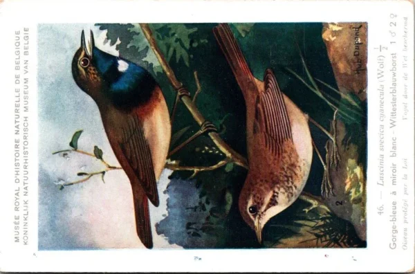 Witster blauwborst / White-spotted Bluethroat – Nº 46 – (KBIN / IRSNB)