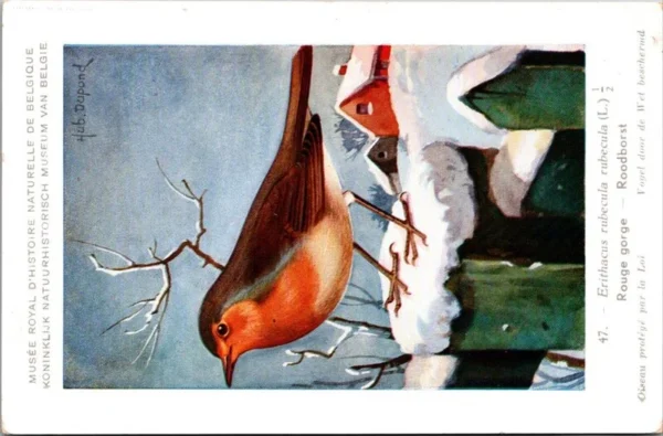 Roodborst / European Robin – Nº 47 – (KBIN / IRSNB)