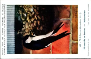 Huiszwaluw / House Martin – Nº 48 – (KBIN / IRSNB)