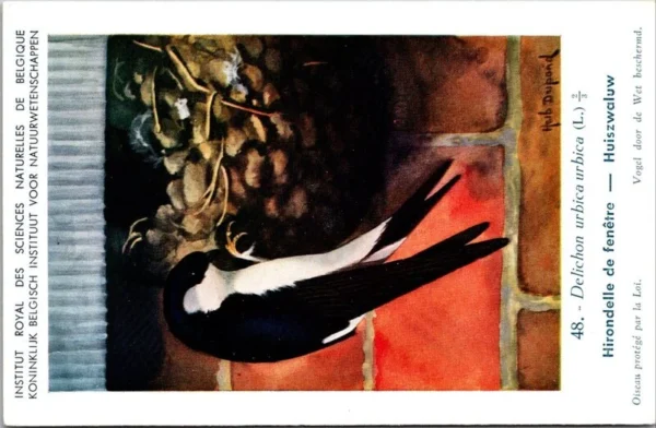 Huiszwaluw / House Martin – Nº 48 – (KBIN / IRSNB)