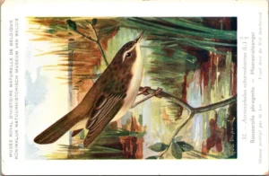 Cvogels_001 Moerasrietzanger / Sedge Warbler – Nº 32 – (KBIN / IRSNB)