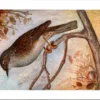Ardense blauwe haagmus / Dunnock – Nº 51 – (KBIN / IRSNB)