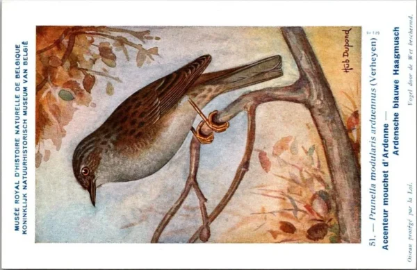 Ardense blauwe haagmus / Dunnock – Nº 51 – (KBIN / IRSNB)
