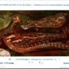 Geitenmelker / European Nightjar – Nº 54 – (KBIN / IRSNB)