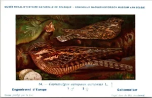 Cvogels_003 Geitenmelker / European Nightjar – Nº 54 – (KBIN / IRSNB)