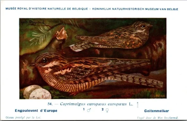 Geitenmelker / European Nightjar – Nº 54 – (KBIN / IRSNB)