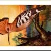 Hop / Eurasian Hoopoe – Nº 55 – (KBIN / IRSNB)