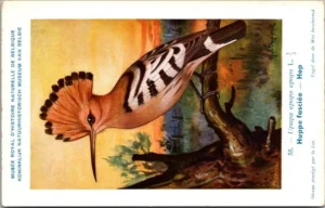 Cvogels_004 Hop / Eurasian Hoopoe – Nº 55 – (KBIN / IRSNB)