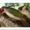 Grauwkopspecht / Gray-headed woodpecker – Nº 57 – (KBIN / IRSNB)