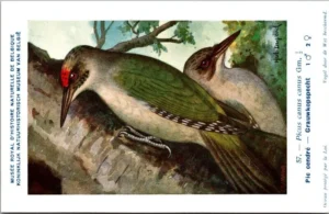 Cvogels_005 Grauwkopspecht / Gray-headed woodpecker – Nº 57 – (KBIN / IRSNB)