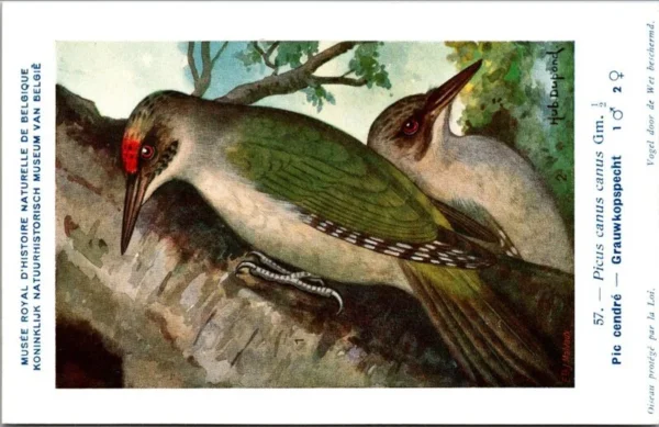 Grauwkopspecht / Gray-headed woodpecker – Nº 57 – (KBIN / IRSNB)