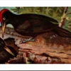 Zwarte Specht / Black woodpecker – Nº 61 – (KBIN / IRSNB)