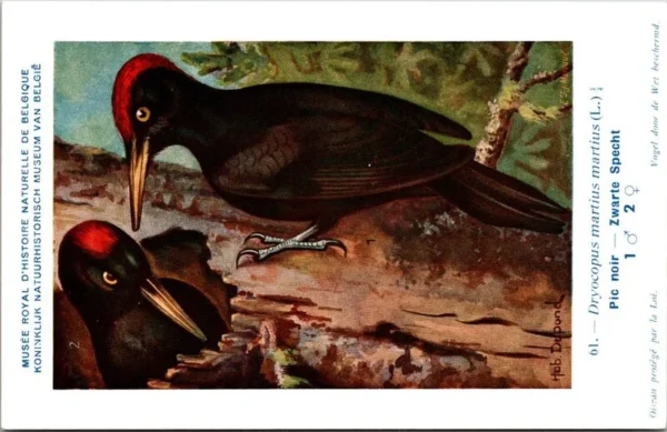 Zwarte Specht / Black woodpecker – Nº 61 – (KBIN / IRSNB)