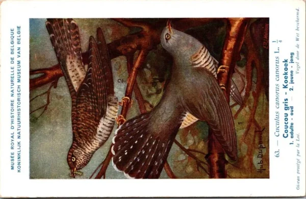 Koekoek / Eurasian wryneck – Nº 63 – (KBIN / IRSNB)