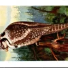 Cvogels_009 Sperweruil / Northern hawk-owl – Nº 72 – (KBIN / IRSNB)
