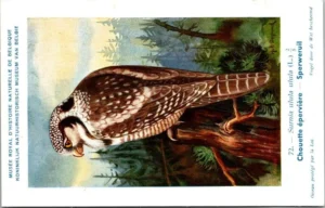 Cvogels_009 Sperweruil / Northern hawk-owl – Nº 72 – (KBIN / IRSNB)