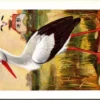 Ooievaar / White stork – Nº 75 – (KBIN / IRSNB)