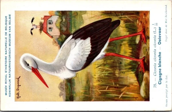 Ooievaar / White stork – Nº 75 – (KBIN / IRSNB)