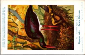 Cvogels_011 Zwarte Ooievaar / Black stork – Nº 76 – (KBIN / IRSNB)