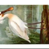 Lepelaar / Spoonbill – Nº 77 – (KBIN / IRSNB)
