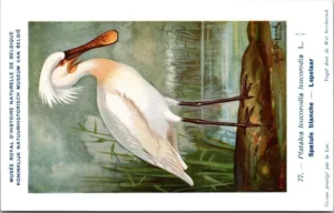 Cvogels_012 Lepelaar / Spoonbill – Nº 77 – (KBIN / IRSNB)