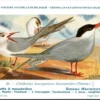 Cvogels_013 Grauwe Moeraszwaluw / Whiskered tern – Nº 80 – (KBIN / IRSNB)