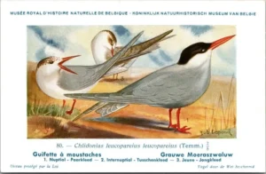 Cvogels_013 Grauwe Moeraszwaluw / Whiskered tern – Nº 80 – (KBIN / IRSNB)