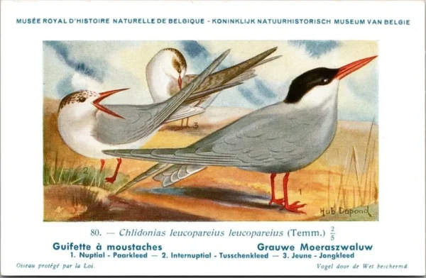 Cvogels_013 Grauwe Moeraszwaluw / Whiskered tern – Nº 80 – (KBIN / IRSNB)