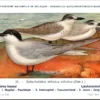 Lachzeezwaluw / Gull-billed tern – Nº 81 – (KBIN / IRSNB)