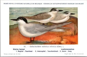Cvogels_014 Lachzeezwaluw / Gull-billed tern – Nº 81 – (KBIN / IRSNB)