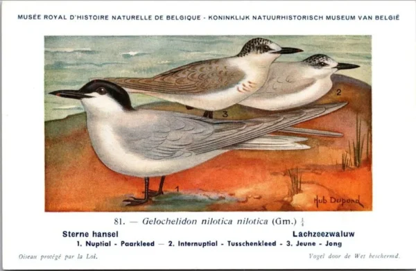 Lachzeezwaluw / Gull-billed tern – Nº 81 – (KBIN / IRSNB)