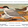 Reuzezeezwaluw / Caspian tern – Nº 82 – (KBIN / IRSNB)