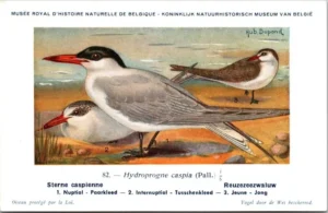 Cvogels_015 Reuzezeezwaluw / Caspian tern – Nº 82 – (KBIN / IRSNB)