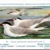Grote Zeezwaluw / Sandwich tern – Nº 83 – (KBIN / IRSNB)