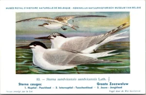 Cvogels_016 Grote Zeezwaluw / Sandwich tern – Nº 83 – (KBIN / IRSNB)