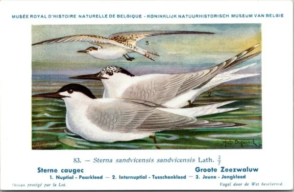 Grote Zeezwaluw / Sandwich tern – Nº 83 – (KBIN / IRSNB)
