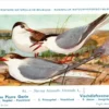 Visdiefzeezwaluw / Common tern – Nº 84 – (KBIN / IRSNB)