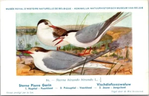 Cvogels_017 Visdiefzeezwaluw / Common tern – Nº 84 – (KBIN / IRSNB)