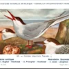 Cvogels_018 Noordsche zeezwaluw / Arctic tern – Nº 85 – (KBIN / IRSNB)