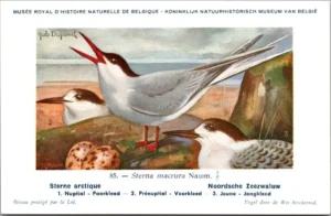 Cvogels_018 Noordsche zeezwaluw / Arctic tern – Nº 85 – (KBIN / IRSNB)