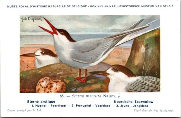 Cvogels_018 Noordsche zeezwaluw / Arctic tern – Nº 85 – (KBIN / IRSNB)