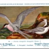 Dougall Zeezwaluw / Roseate tern – Nº 86 – (KBIN / IRSNB)
