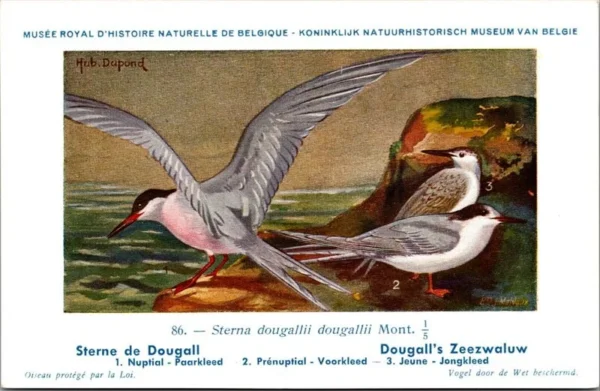 Dougall Zeezwaluw / Roseate tern – Nº 86 – (KBIN / IRSNB)