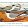 Dwerg Zeezwaluw / Little tern – Nº 87 – (KBIN / IRSNB)