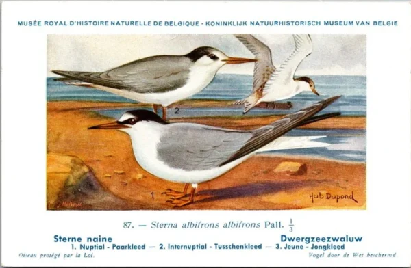 Dwerg Zeezwaluw / Little tern – Nº 87 – (KBIN / IRSNB)