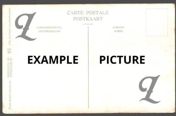 Zwarte roodstaart / Black Redstart – Nº 43 – (KBIN / IRSNB)