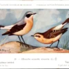 Dvogels_001 Tapuit / Northern Wheatear – Nº 39 – (KBIN / IRSNB)