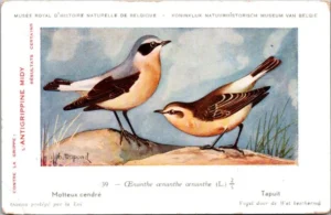 Dvogels_001 Tapuit / Northern Wheatear – Nº 39 – (KBIN / IRSNB)