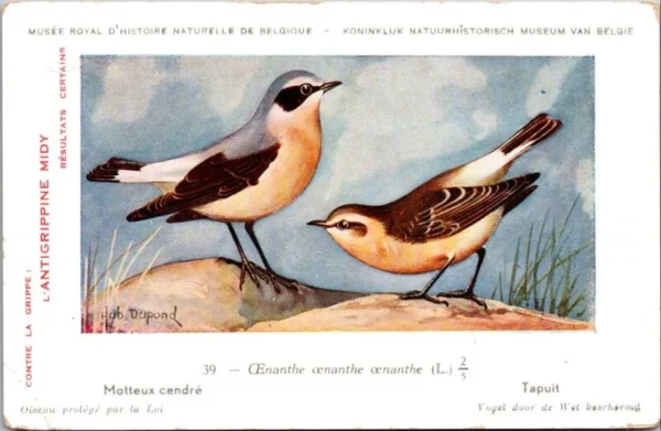 Dvogels_001 Tapuit / Northern Wheatear – Nº 39 – (KBIN / IRSNB)