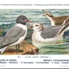Sabine's Vorkstaartmeeuw / Sabine’s Gull – Nº 88 – (KBIN / IRSNB)